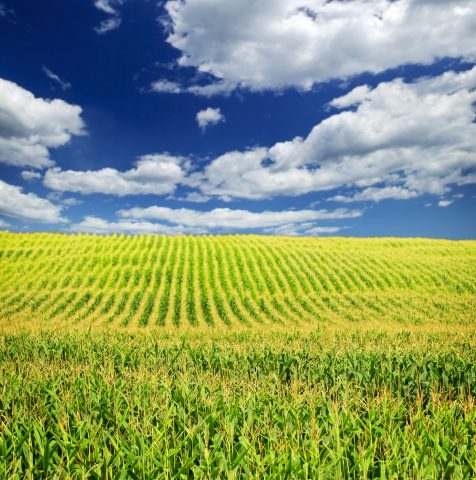 Agricultural landscape of corn field on small scale sustainable