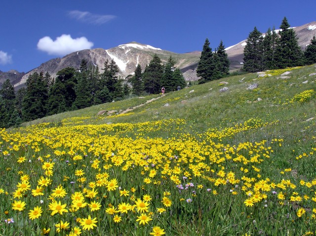 Field Of Yellow